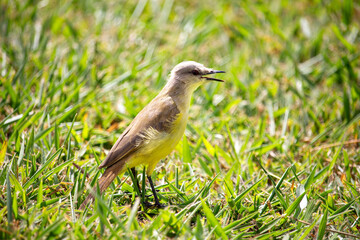  Suiriri-cavaleiro (Machetornis rixosa). Ave