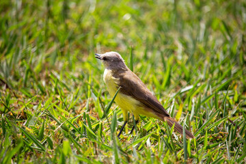  Suiriri-cavaleiro (Machetornis rixosa). Ave