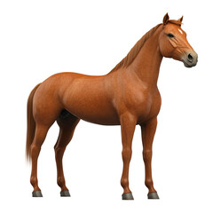 Fototapeta premium horse on a transparent background.PNG