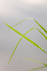 Close-up of green grass blades with tiny dew drops sparkling under soft morning light. Smooth and...