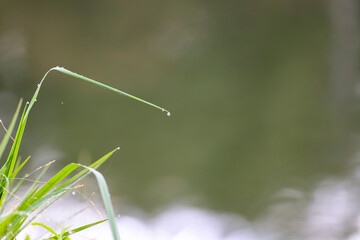 Close-up of green grass blades with tiny dew drops sparkling under soft morning light. Smooth and...