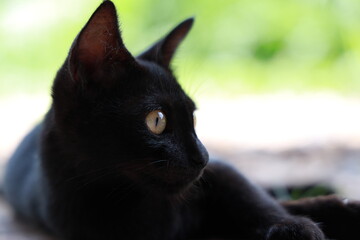 black cat with yellow eyes