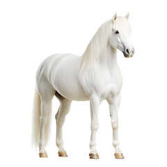 Obraz premium horse on a transparent background.PNG