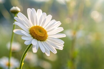 Fototapeta premium white daisy flower