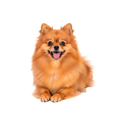 Obraz premium Happy Pomeranian Dog Smiling On Transparent Background. 