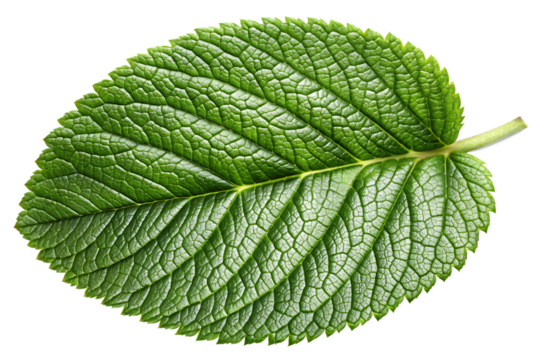 Detailed green rose hip leaf with serrated edges and prominent veins isolated on a transparent background