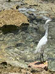 great blue heron ardea cinerea
