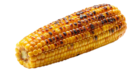 Close up of a grilled corn on the cob with charred kernels and golden yellow kernels isolated on a transparent background