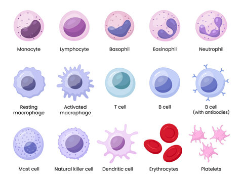 Vector illustration depicting human immune cells, including macrophages and mast cells, showcasing the biology of the immune system and monocyte types in immunology.