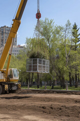 Crane Lifting a Tree into Position in Urban Park