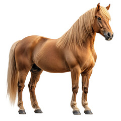 Obraz premium horse on a transparent background.PNG