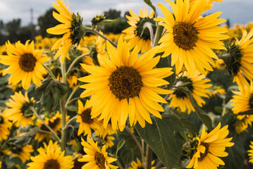 Close-up of vibrant sunflower in full bloom under summer sky