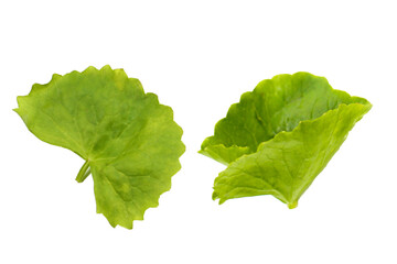 Fresh gotu kola leaves on a white background.