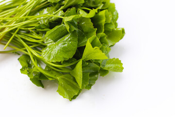 Gotu kola plant, Fresh green leaves of herb