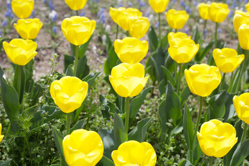 Field of blooming tulips under natural sunlight.
