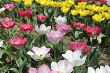 Field of blooming tulips under natural sunlight.