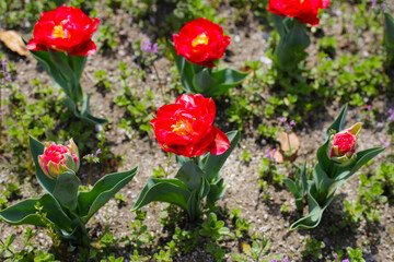 Field of blooming tulips under natural sunlight.