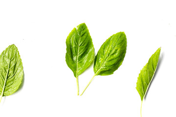 Holy basil leaves on white background.