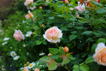 A beautiful rose bush in a public park in Japan