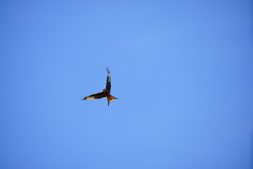 Fototapeta premium Red kite flying in a clear blue sky with spread wings
