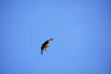 Red kite flying in a clear blue sky with spread wings
