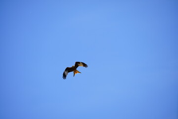 Red kite flying in a clear blue sky with spread wings