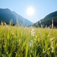 meadow and mountains