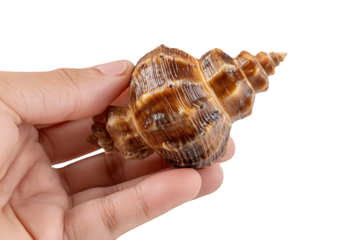 A Hand Holding a Striking Brown Spiral Seashell against a Black Background