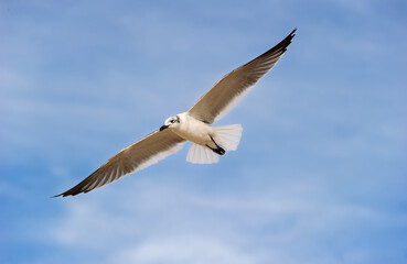 Obraz premium Seagull Pacific Coast Seabird White Flying Spreading Wings Soaring Closeup