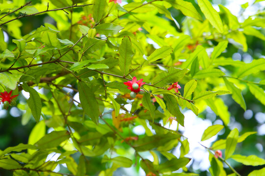 Red flowers and green fruit of ochna serrulata tree