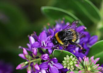 bee on purple flower