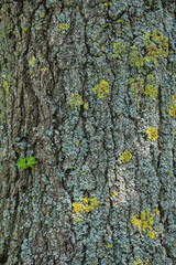 Amerikanischer Amberbaum (Liquidambar styraciflua), Baumrinde