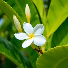 white frangipani flower spa