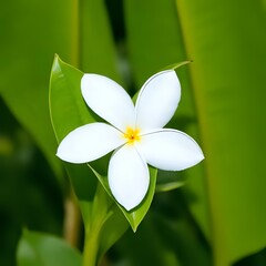 Peaceful white tropical flower
