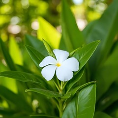 white frangipani flowers