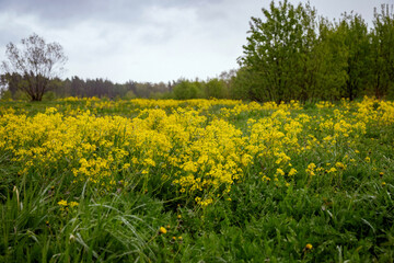 Yellow wildflowers fill a lush green meadow, bordered by dense green trees under an overcast sky....
