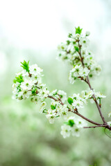 Branch adorned with delicate white blossoms and vibrant green leaves against a softly blurred natural backdrop. The composition exudes freshness and the essence of springtime