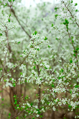 Delicate white blossoms densely cover thin branches, creating a lush, vibrant scene. Small green...