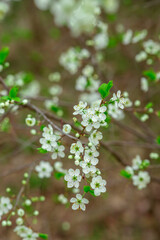 Cluster of delicate white blossoms with green leaves on brown branches, creating a soft, natural background. The flowers are small, with subtle speckles and a gentle springtime vibe