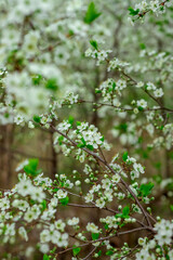 White blossoms with delicate petals and fresh green leaves on slender branches. Soft-focus background enhances the dreamy, springtime atmosphere. No text visible in the image