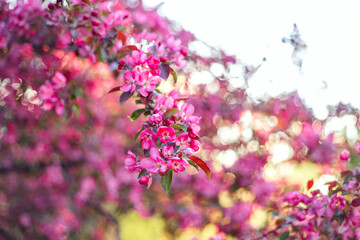 Pink blossoms cluster on a tree branch, surrounded by soft green and pink bokeh. Green leaves...
