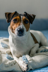 A Jack Russell Terrier dog lies beautifully on a blue sofa.