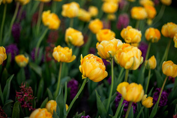Yellow tulips in bloom with hints of purple flowers among lush green leaves, creating a vibrant and...