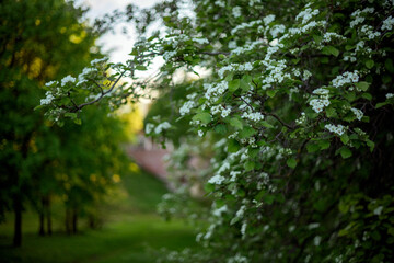 Branch laden with white blossoms stretches over a lush green garden, bathed in gentle sunlight. A pathway is visible in the distance, creating a serene and peaceful atmosphere
