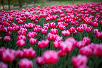 Vibrant field of pink tulips with white edges blooming in soft focus, filling the foreground and...