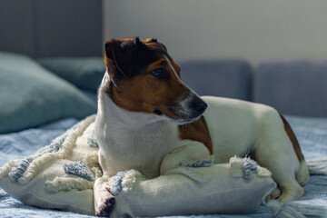 A Jack Russell Terrier dog lies beautifully on a blue sofa.