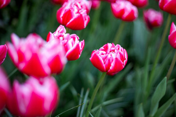 Vibrant pink tulips with distinct white edges bloom in a garden. The image focuses on a few sharp tulips, while others are softly blurred, creating a dreamy and colorful atmosphere