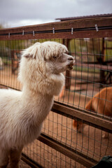 White fluffy animal stands behind a wire fence, its woolly fur covering its eyes. The foreground creature's curious head peeks through the grid, with another brown animal behind