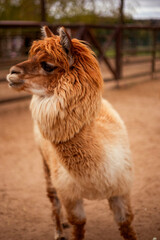 Fluffy llama with thick, reddish-brown fur stands on sandy ground, showing its side profile. It has...