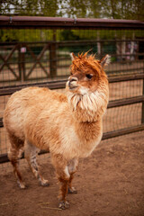 Brown alpaca standing calmly on a dirt path, enclosed by a wooden and wire fence with sparse...